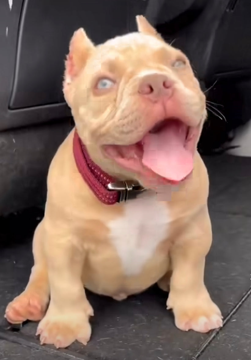 The Custom "Bully" Pendant