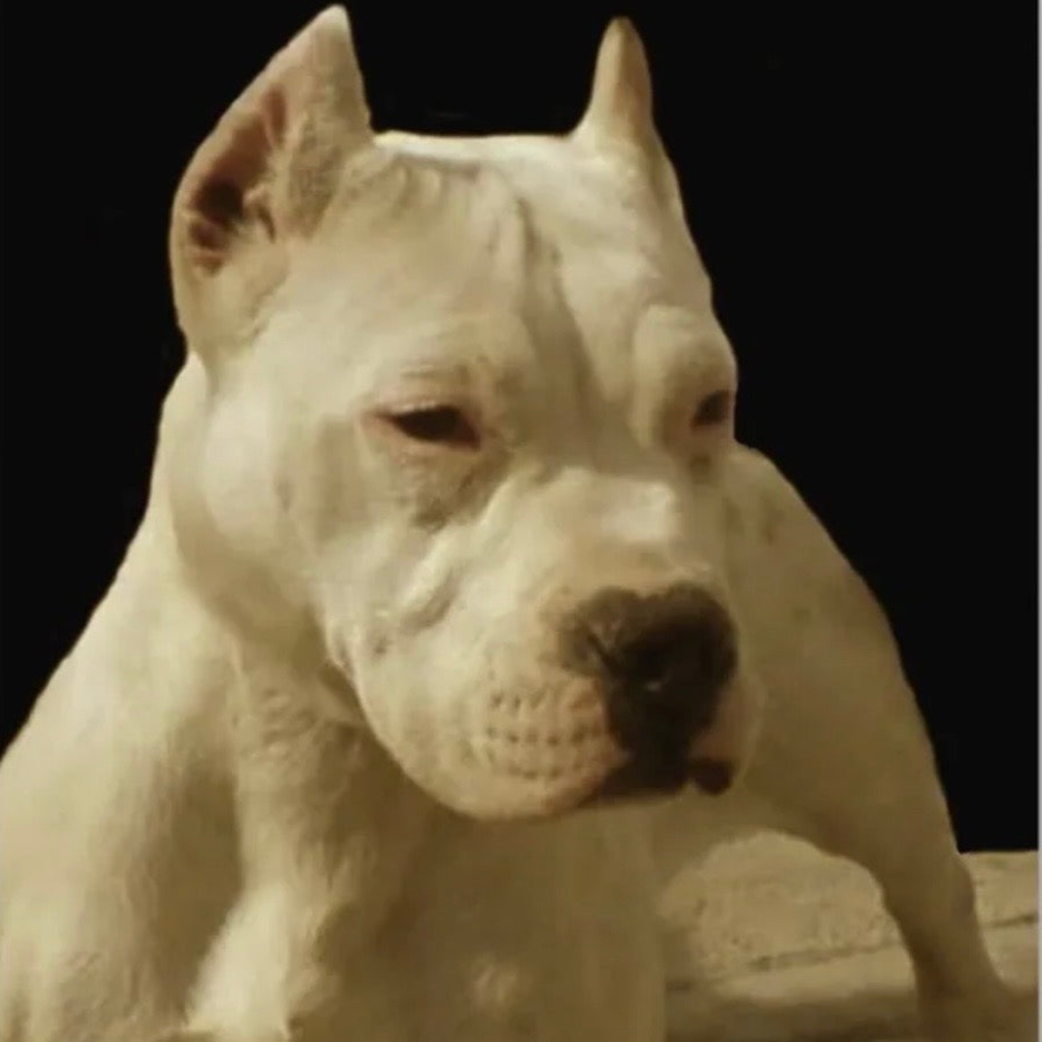 King Pit Bull